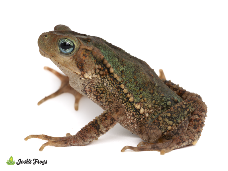 Evergreen Climbing Toad - Incilius coniferus (Captive Bred)
