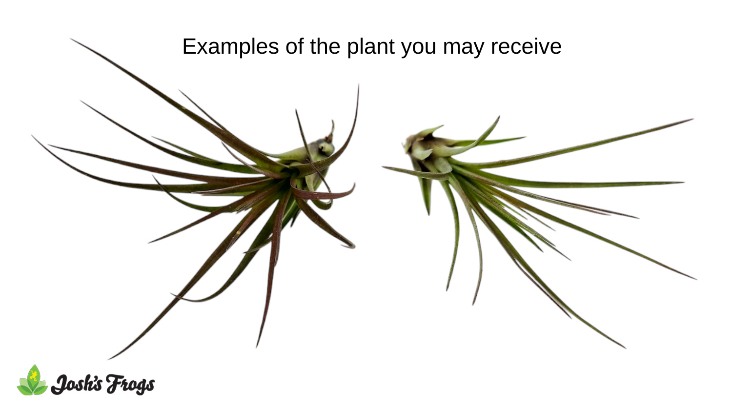 Tillandsia melanocrater tricolor Air Plant