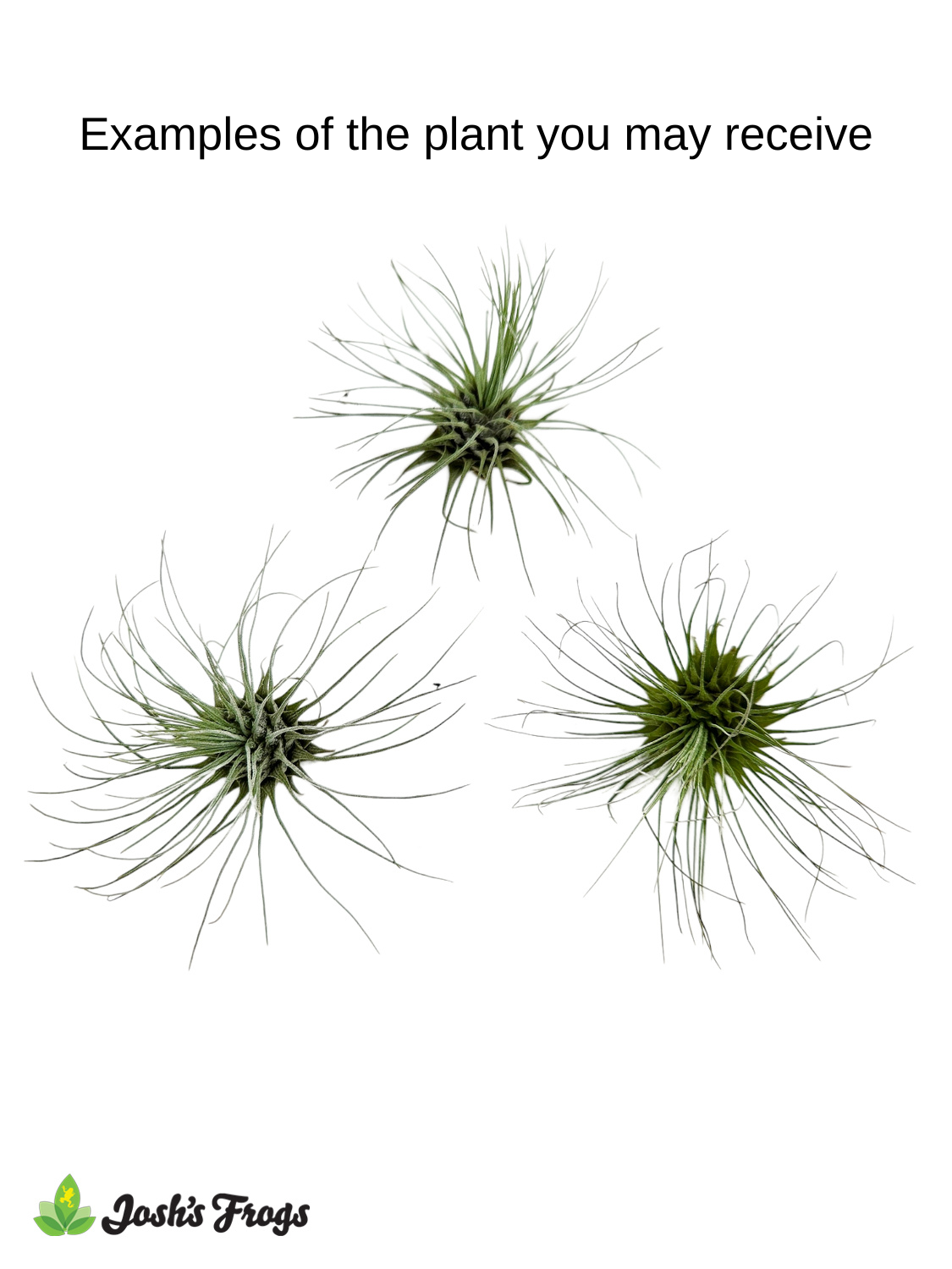 Tillandsia argentea Air Plant