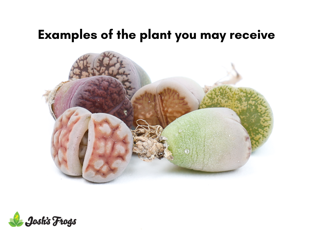 Lithops spp. 'Living Stone' - Grower's Choice (Bare Root)