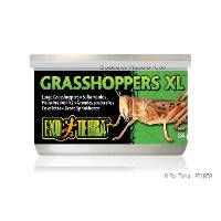 Exo Terra XL Grasshoppers (1.2 oz.)