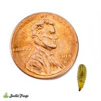 Black Soldier Fly Larvae (Extra Small)