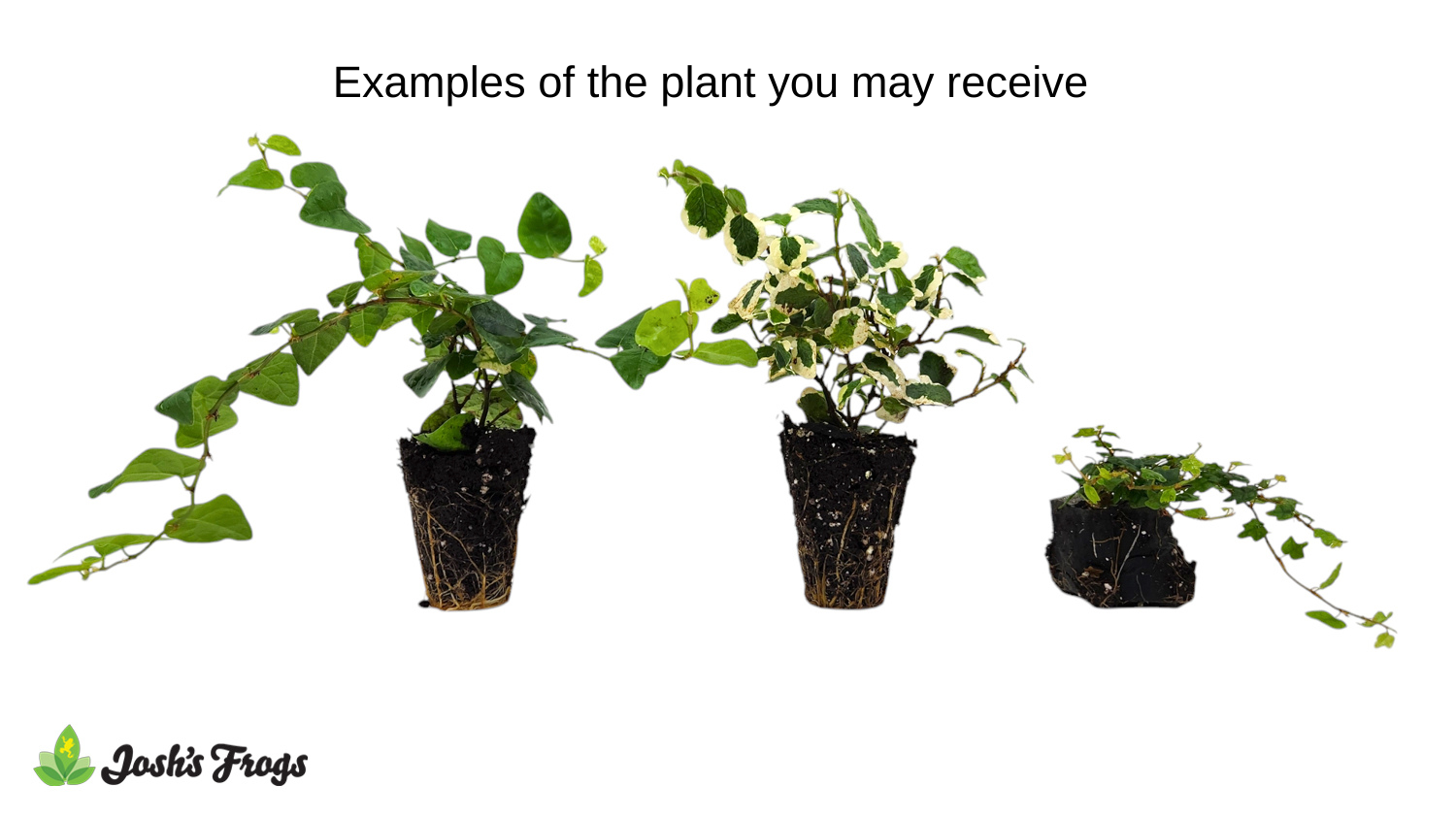 Ficus pumila spp. - Grower's Choice (Rooted Plug)