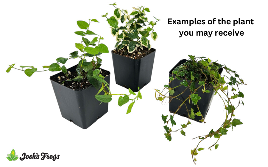 Ficus pumila spp. - Grower's Choice