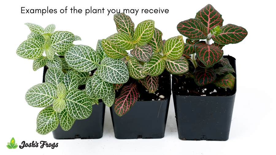 Fittonia spp. | Nerve Plant - Grower's Choice