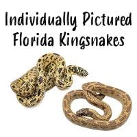 Florida Kingsnakes - Lampropeltis getula floridana (Individually Pictured)