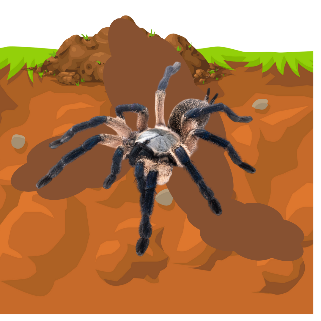 Fossorial Tarantulas