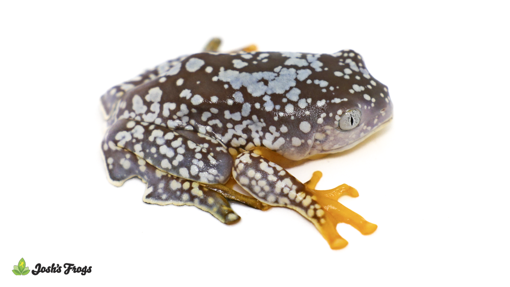 Fringed Tree Frog - Cruziohyla craspedopus (Captive Bred)