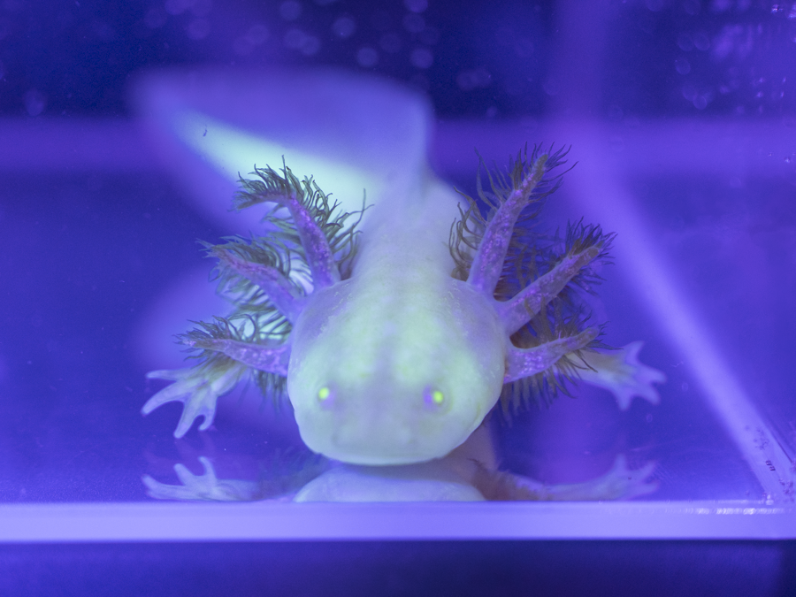 GFP Golden Albino Axolotl - Ambystoma mexicanum | 3-5 inch (Captive Bred)