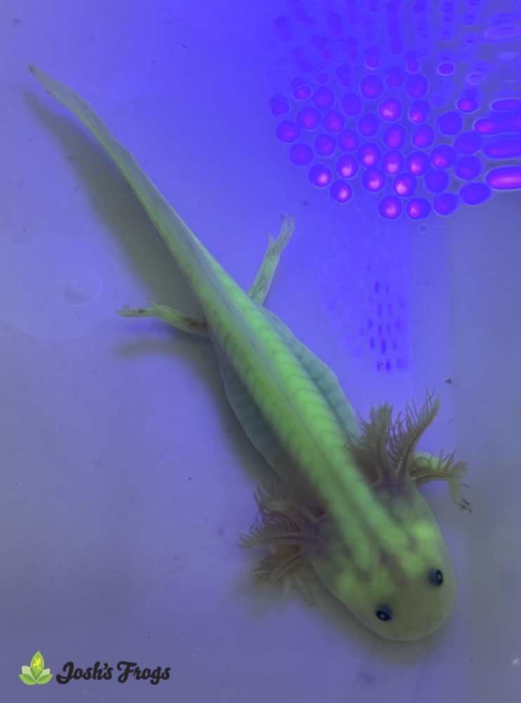 GFP Leucistic Axolotl - Ambystoma mexicanum | 3-5 inch (Captive Bred)