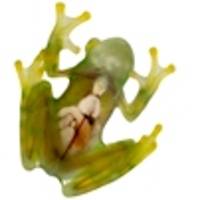 Glass Tree Frogs