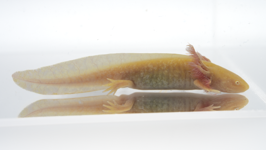 Golden Albino Axolotl - Ambystoma mexicanum | 3-5 inch (Captive Bred)