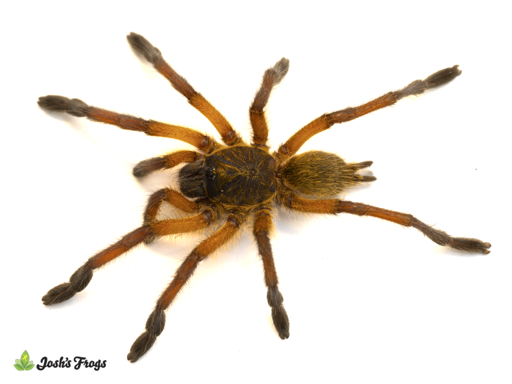 Golden Blue Leg Baboon Tarantula - Harpactira pulchripes | 1 inch (Captive Bred)