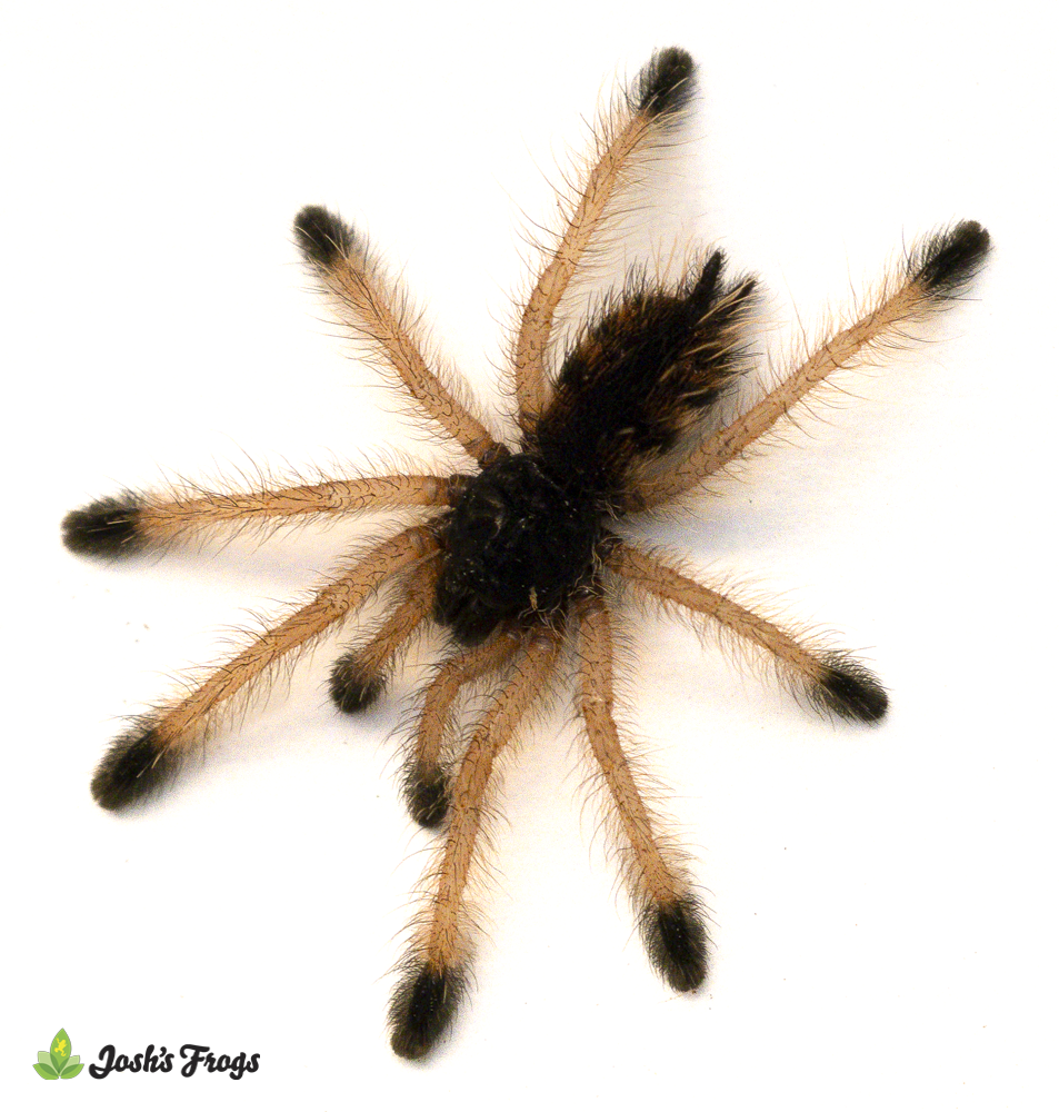 Goliath Pink Toe Tarantula - Avicularia sp. 'Braunshauseni' | 1 inch (Captive bred)