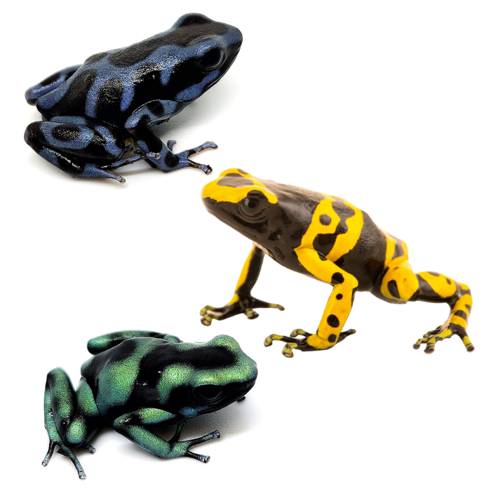 Good In Groups Dart Frogs