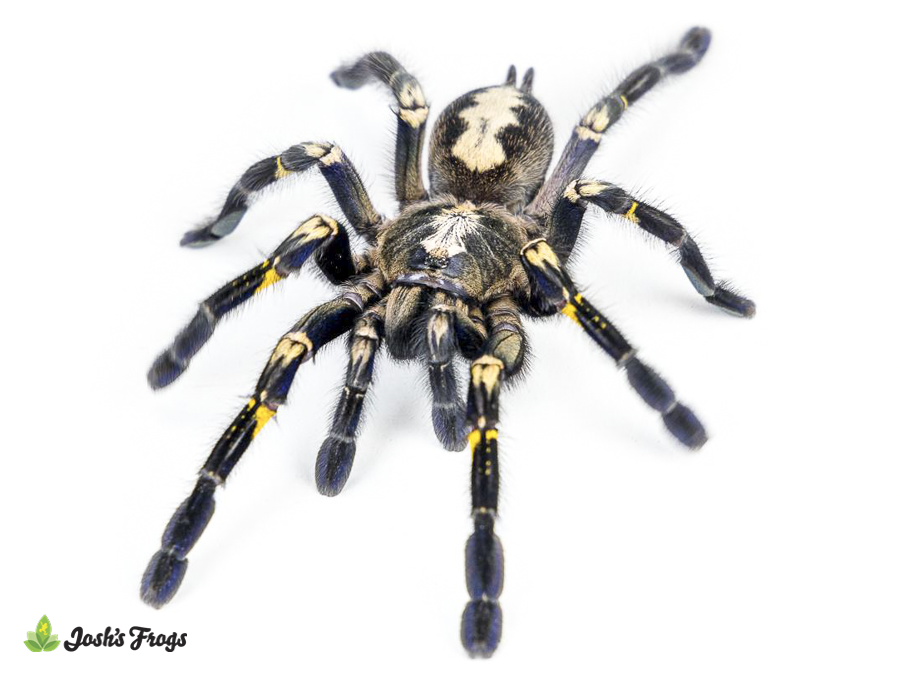Gooty Sapphire Ornamental Tarantula - Poecilotheria metallica | 2