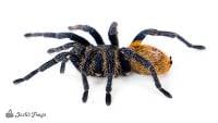 Green Bottle Blue Tarantula - Chromatopelma cyaneopubescens | 3-4 inch (Captive Bred)