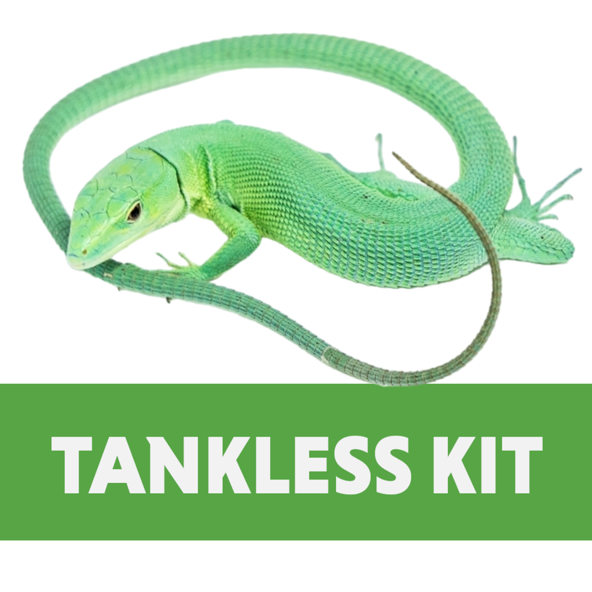 Green Keel-Bellied Lizard Tankless Habitat Kit (18x18x36)