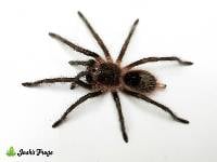 Guarani Giant Tarantula - Grammostola grossa | 1/2 inch (Captive Bred)