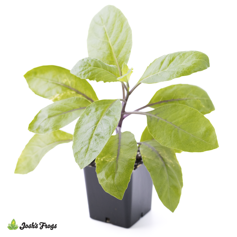Gynura procumbens 'Longevity Spinach'