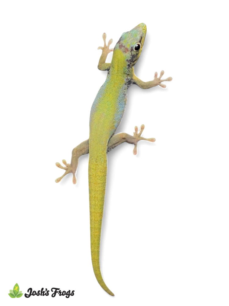 Hawaiian Blue Gold Dust Day Gecko - Phelsuma laticauda laticauda (Captive Bred)