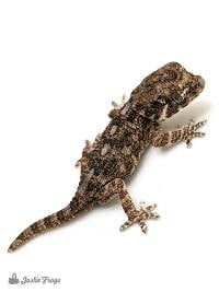 Helmeted Gecko - Tarentola chazaliae (Captive Bred)