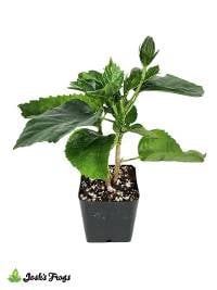 Hibiscus rosa-sinensis - Grower's Choice