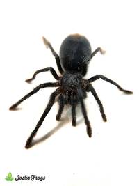 Hispaniolan Green Femur Tarantula - Phormictopus sp. ‘Green Femur’ | 1 inch (Captive Bred)