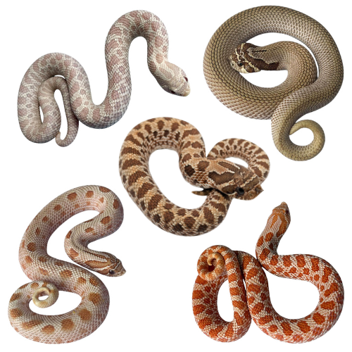 Hognose Snakes