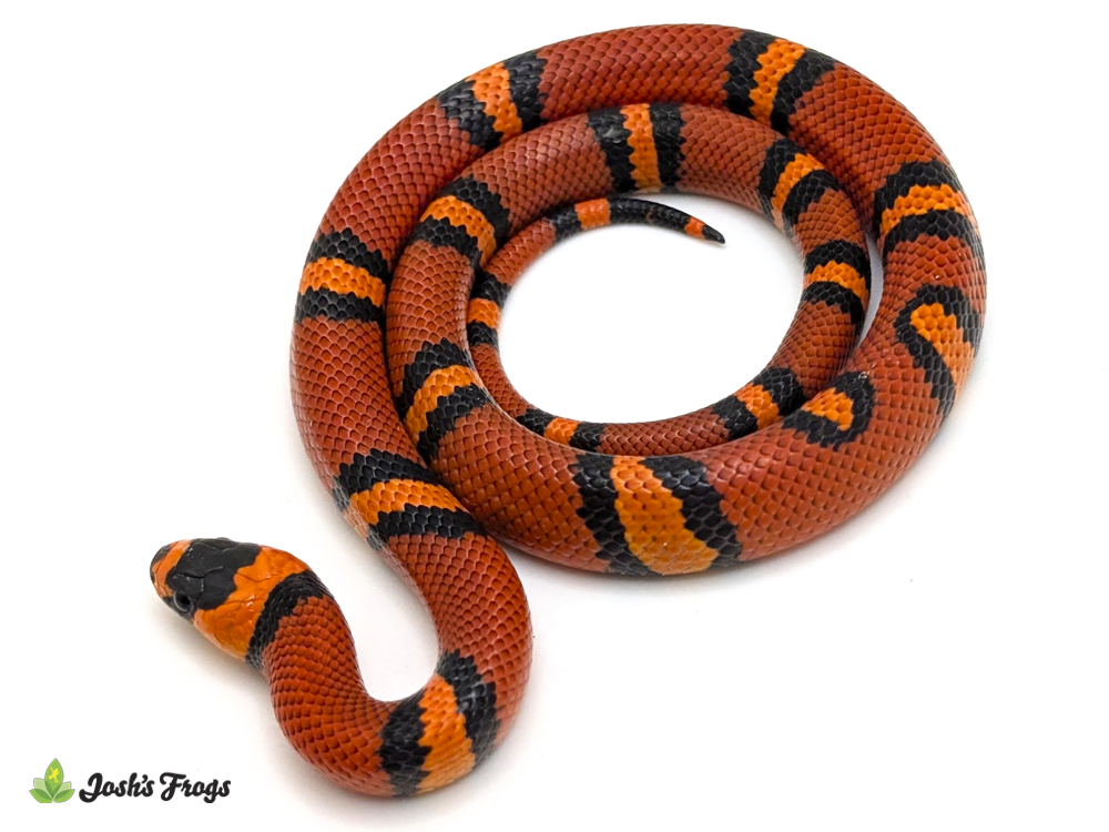 Honduran Milk Snake  - Lampropeltis triangulum hondurensis (Captive Bred)