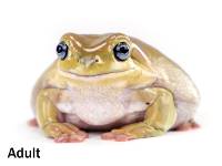 Juvenile Honey Blue-Eyed White's Tree Frog - Litoria caerulea | 1.75+ inch (Captive Bred)