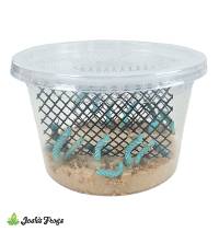 Josh's Frogs Hornworm Snack Packs (FREE SHIPPING)