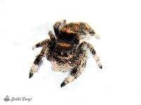 Hot Orange Regal Jumping Spider - Phidippus regius | 1/8 inch (Captive Bred)
