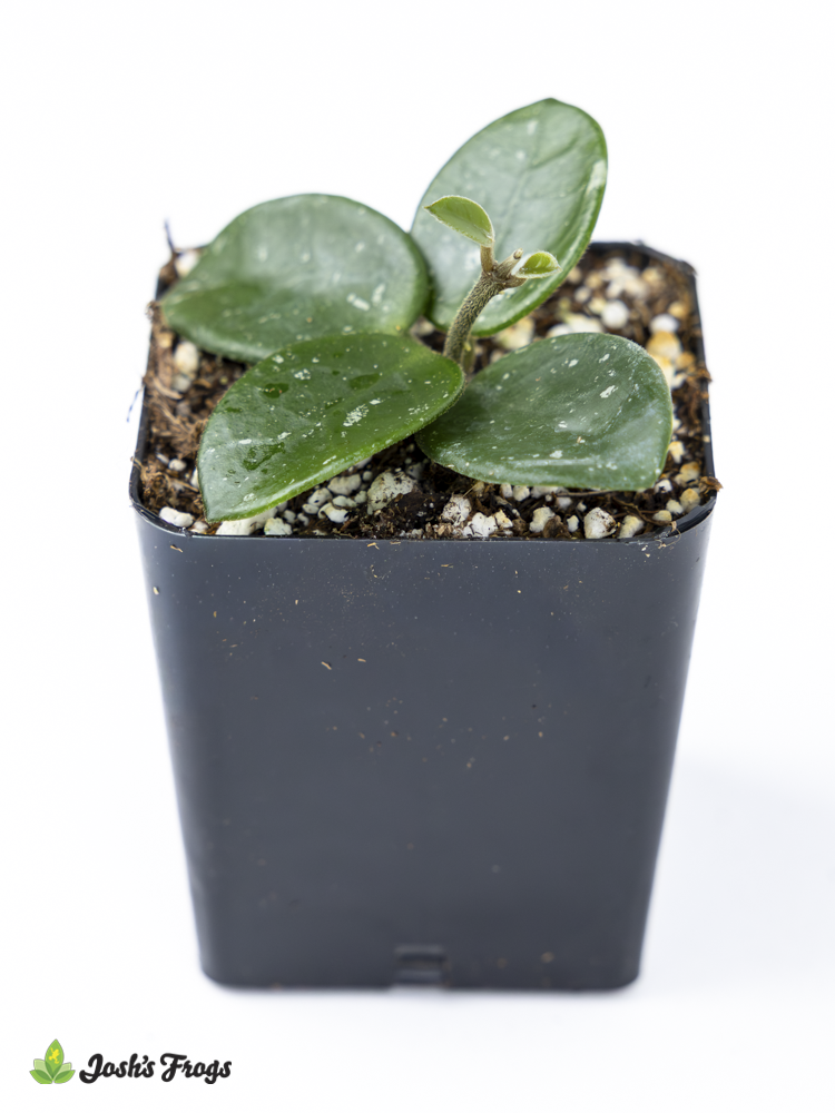 Hoya ‘Mathilde’