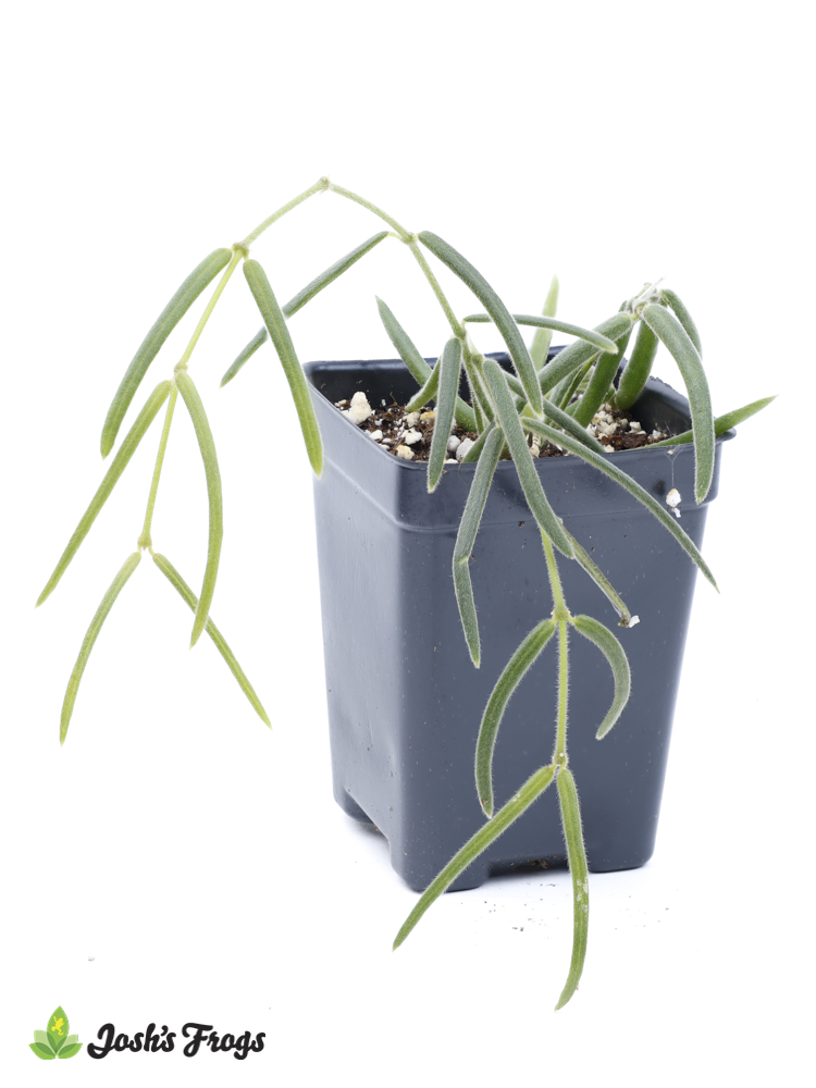 Hoya linearis