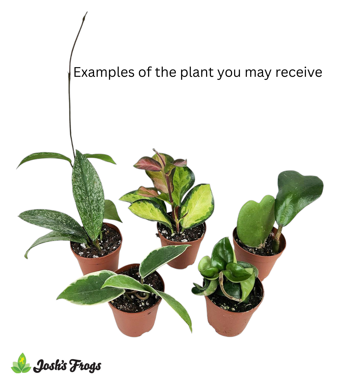 Hoya spp. - Grower's Choice