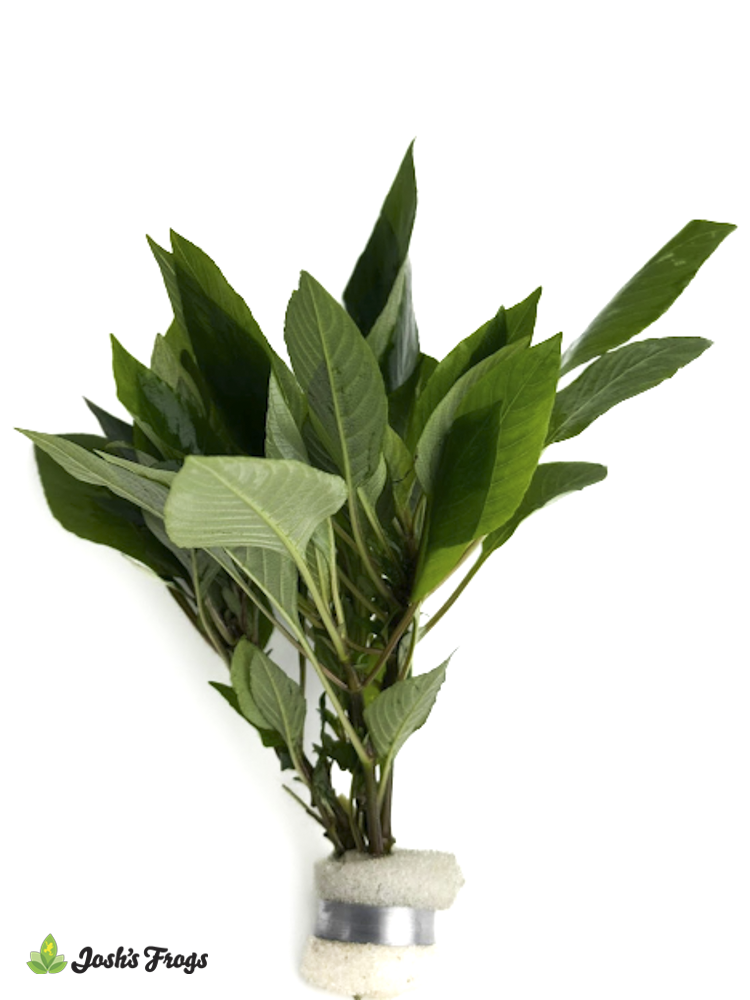 Hygrophila corymbosa (Bunches)