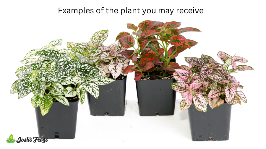 Hypoestes phyllostachya - Grower's Choice