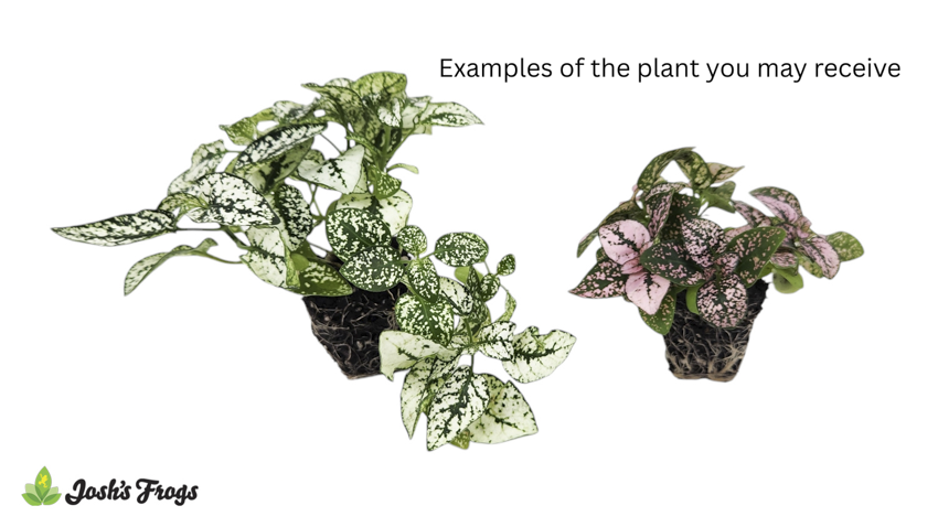 Hypoestes phyllostachya - Grower's Choice (Rooted Plug)