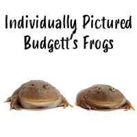Budgett's Frogs - Lepidobatrachus laevis (Individually Pictured)