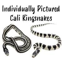 California Kingsnakes - Lampropeltis getula californiae (Individually Pictured)