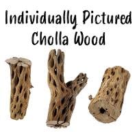 Cholla Skeletons (Individually Pictured)