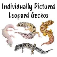 Leopard Geckos - Eublepharis macularius (Individually Pictured)