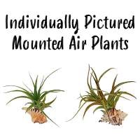 Mounted Air Plants (Individually Pictured)