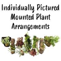 Mounted Plant Arrangements (Individually Pictured)