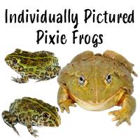 Pixie Frogs - Pyxicephalus sp. (Individually Pictured)