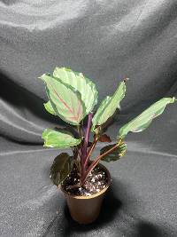 Calathea Medallion 
