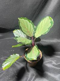 Calathea Medallion 