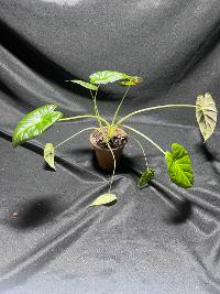 Alocasia regal shield 