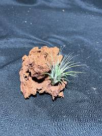 Tillandsia on driftwood 